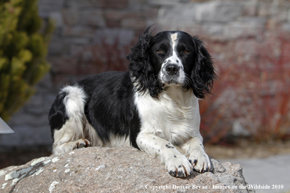 Springer Spaniel.
