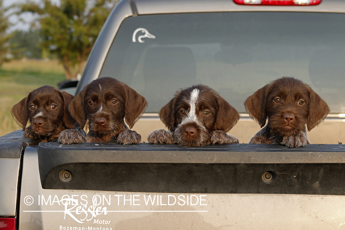 German Wirehair Pointer puppies in bed of pickup.