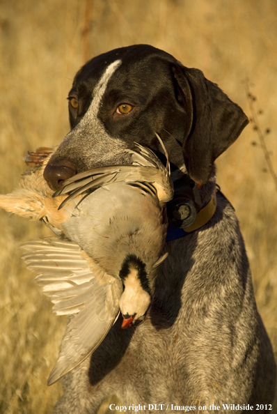 German shorthaired pointer with chukar. 
