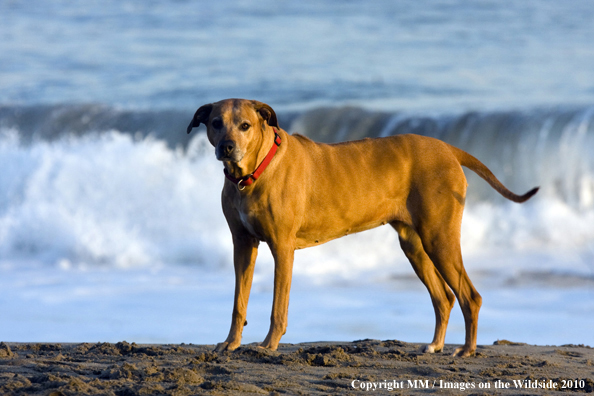 Rhodesian Ridgeback on beach