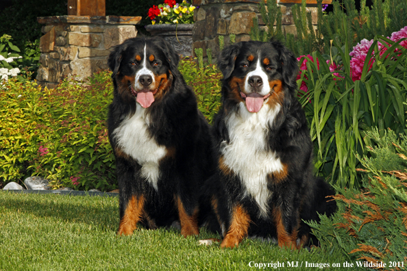 Bernese Mountain Dogs. 