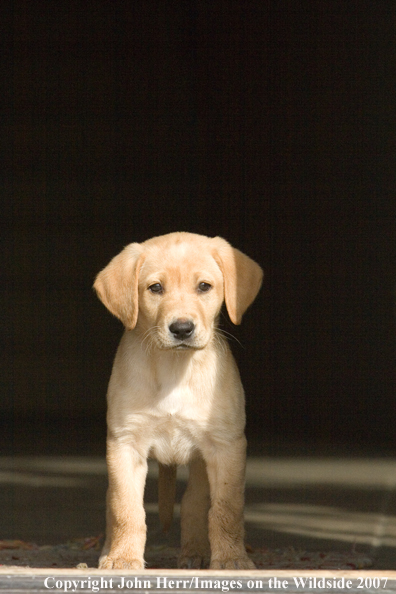 Yellow Labrador Retriever puppy.