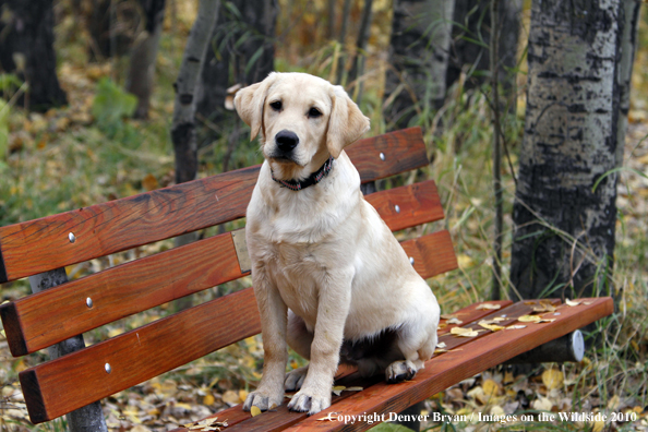 Yellow Labrador Retriever Puppy