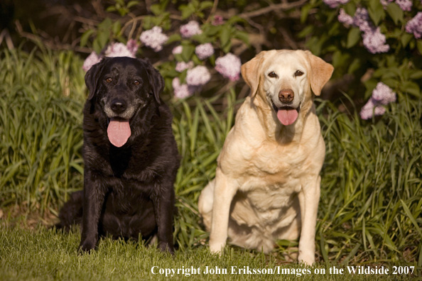 Black and Yellow Labrador Retrievers