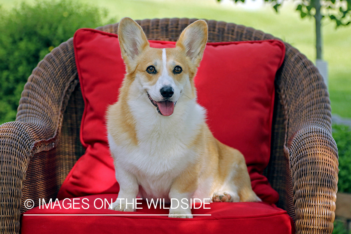 Welsh Corgi sitting on chair.