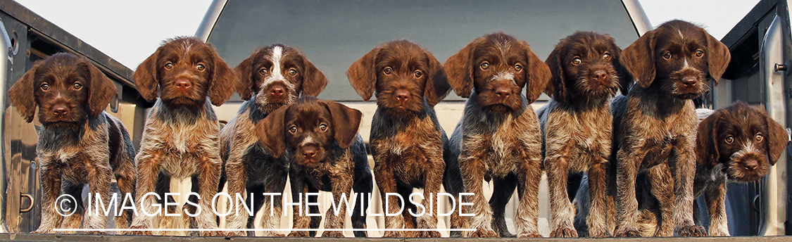 Wirehaired Pointing Griffon puppies in bed of pickup.
