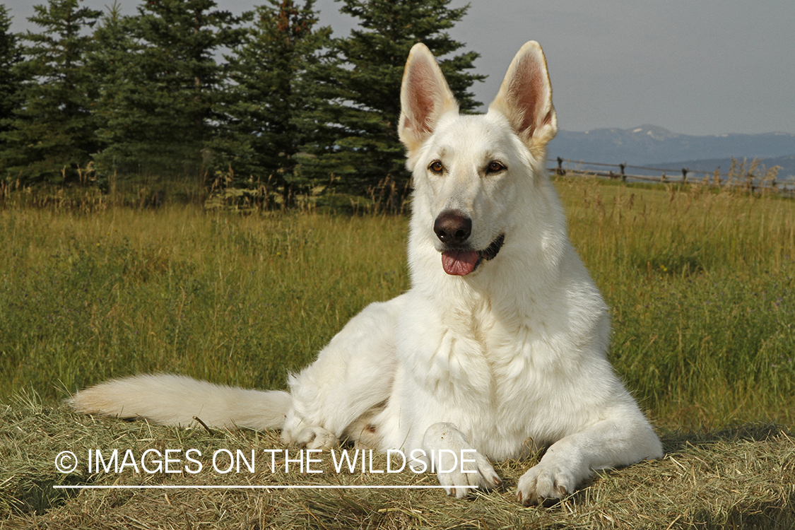 White German Shepherd