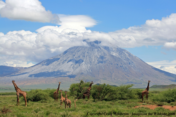 Masai Giraffes in habitat