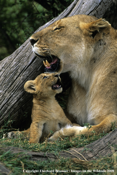 African Lioness with cub