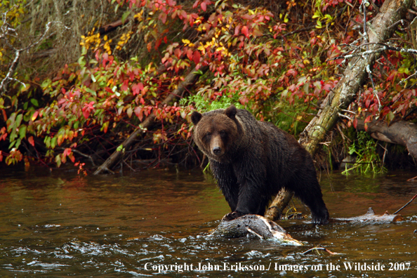 Grizzly/Brown Bear in habitat