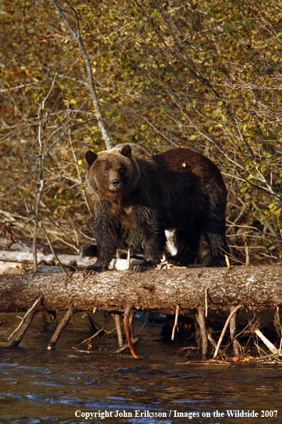 Grizzly bear in habitat