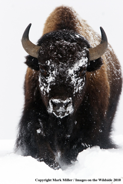 American Bison in winter habitat.