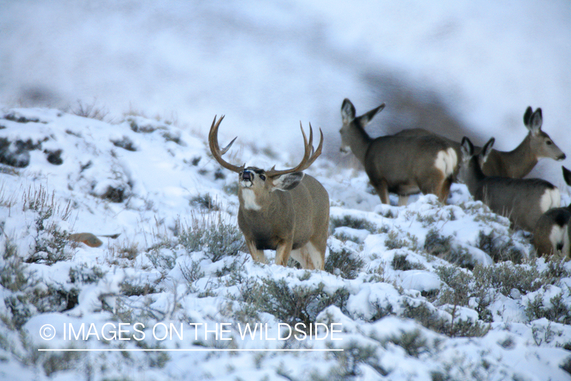 Mule deer in habitat
