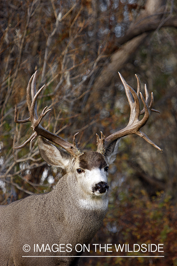 Mule deer 