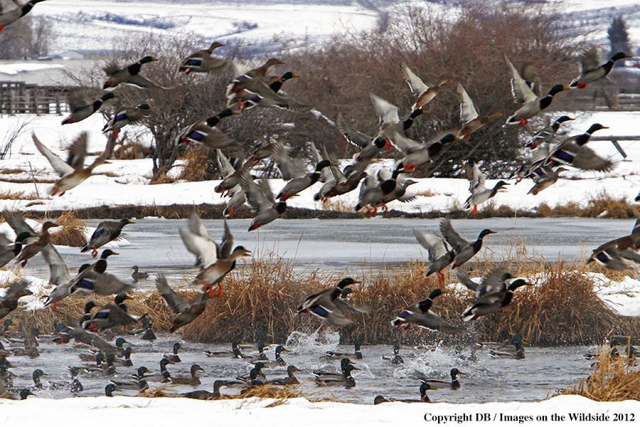 Large flock of Mallards in habitat.
