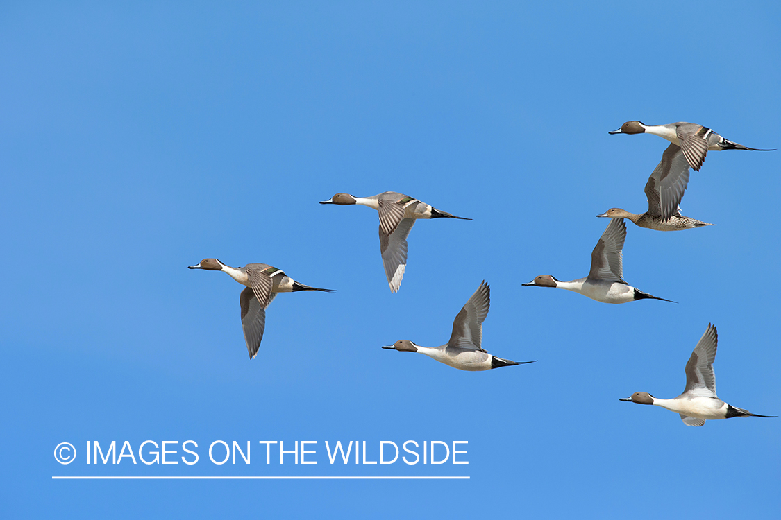 Pintail flock flying.