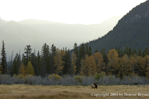 Rocky Mountain bull elk bugling.