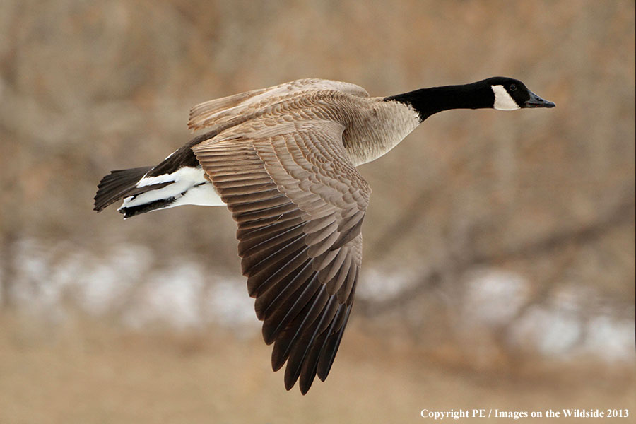 Canadian goose in flight. 