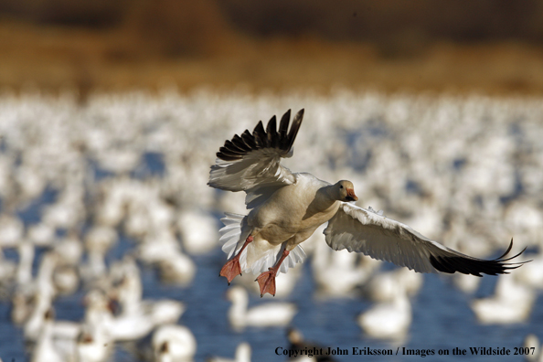 Snow geese in habitat
