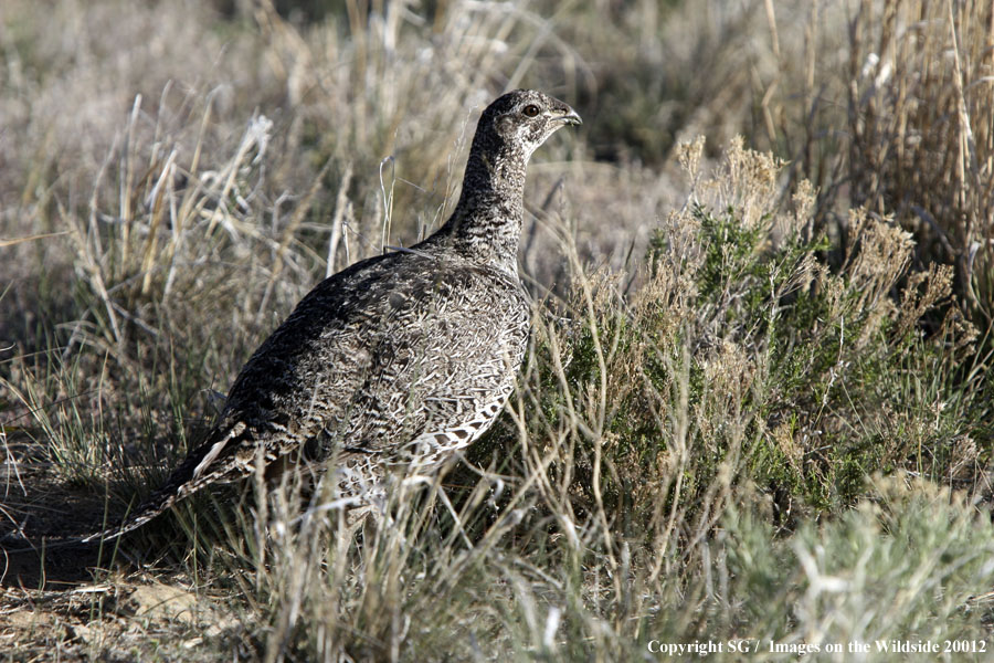 Sage Grouse in nesting grounds.