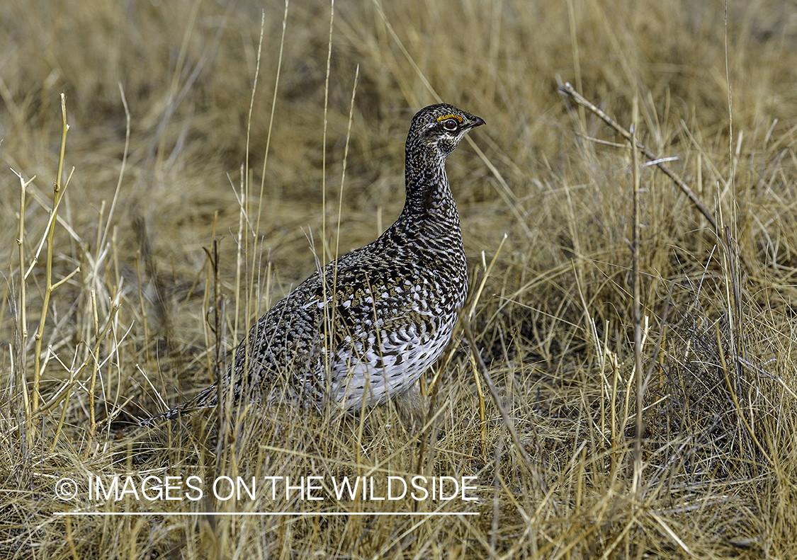 Sharp-tailed Grouse