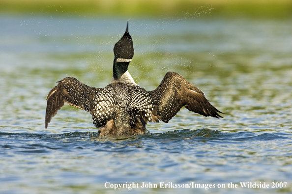 Loon displaying