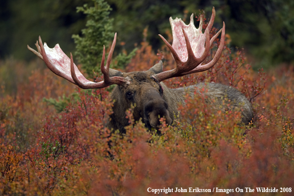 Bull Moose in Habitat