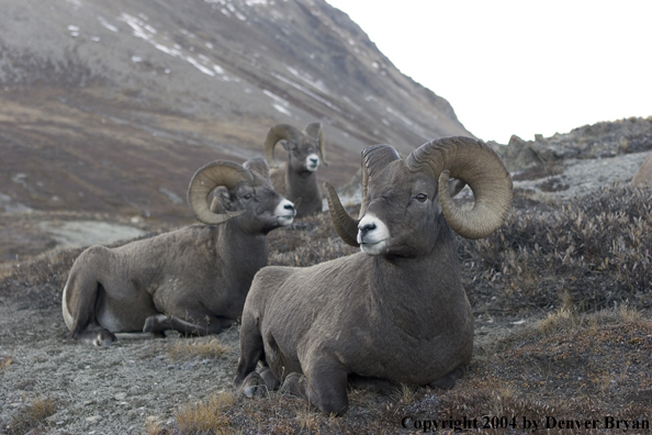 Herd of Rocky Mountain bighorn sheep (rams).