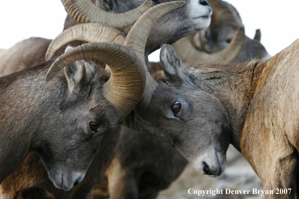 Close-up of Rocky Mountain Bighorn sheep fighting
