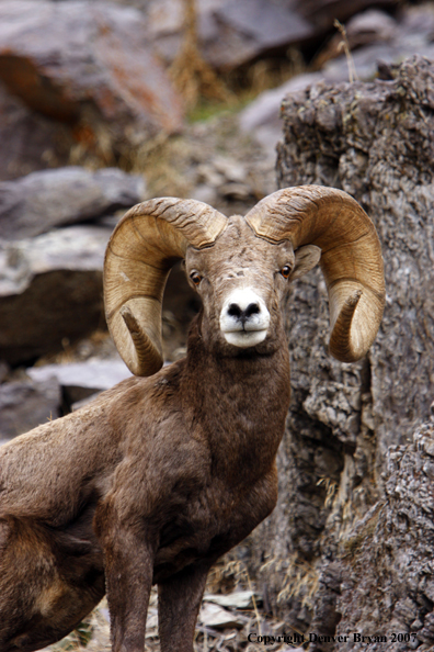 Rocky Mountain Big Horn Sheep