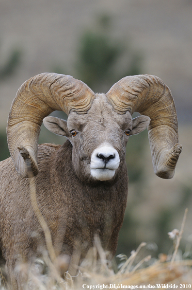 Rocky Mountain Bighorn Sheep in habitat. 