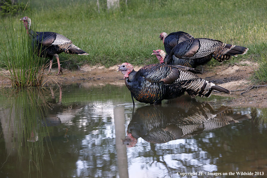 Rio Grande Turkeys in habitat. 