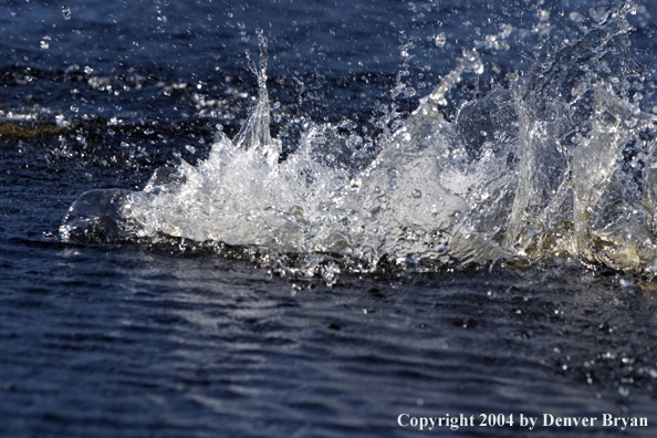 Fish fighting/splashing.