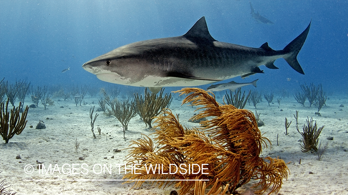 Tiger shark in habitat.