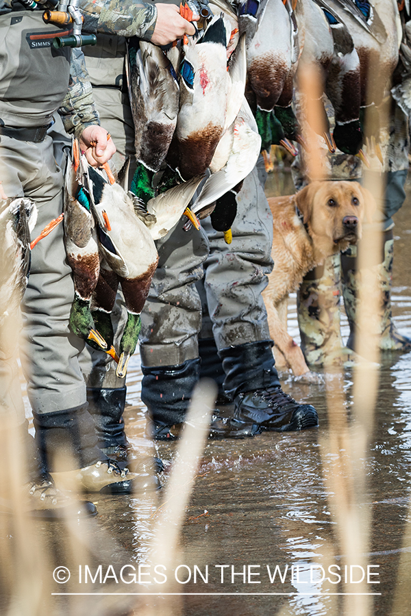 Yellow Lab with hunters.