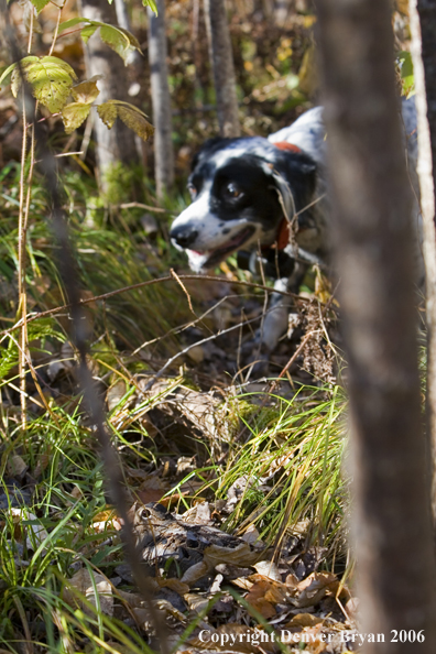  English Setter on point. Woodcock in foreground.