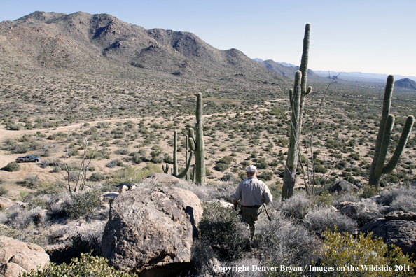 Upland game bird hunter hunting desert quail in Arizona.