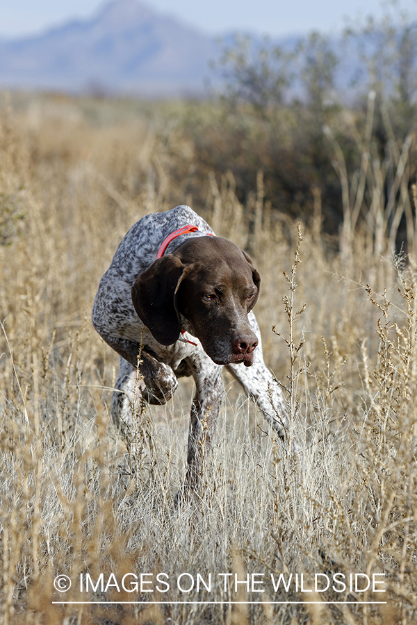 Braque Francais pointer on point.