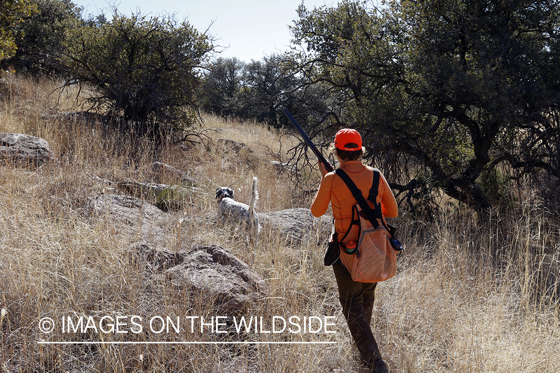 Female upland game bird hunter in field with dog.