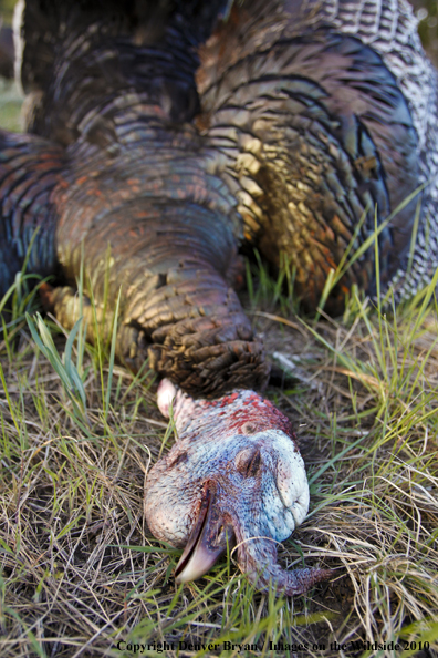 Bagged (Merriam's) Turkey