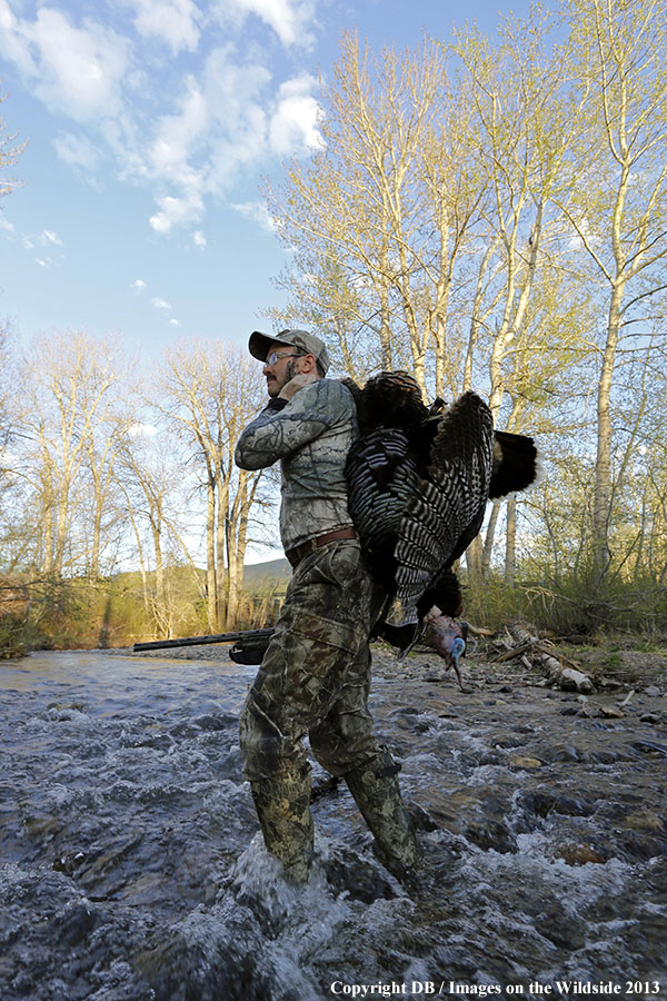 Turkey hunter in field with bagged turkey.