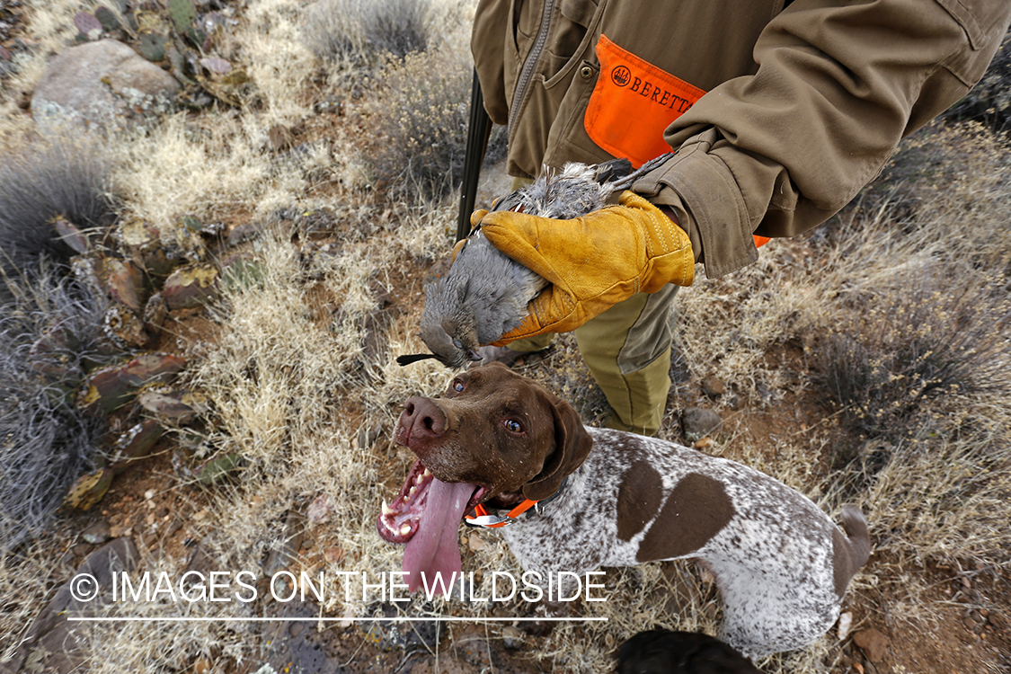 Quail hunter with bagged Gambel's Quail.