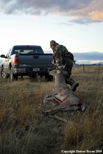 Bowhunter dragging bagged whitetail deer.