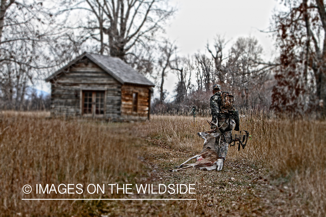 Bowhunter dragging bagged white-tailed buck.