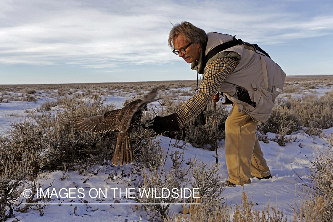 Falconer casting gyr falcon.