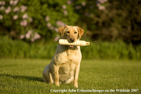 Yellow Labrador Retriever