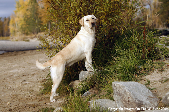 Yellow Labrador Retriever