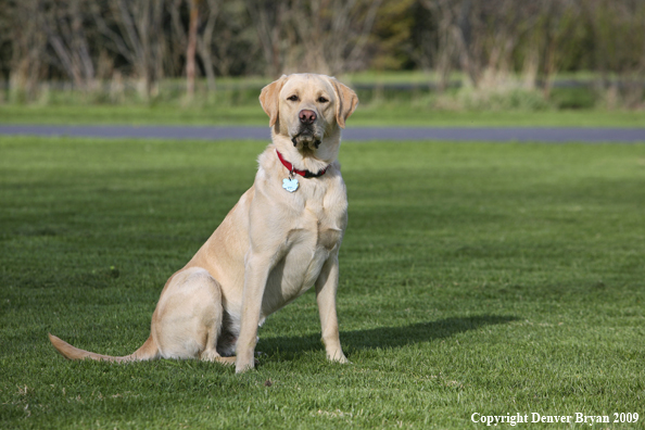 Yellow Labrador Retriever in yard