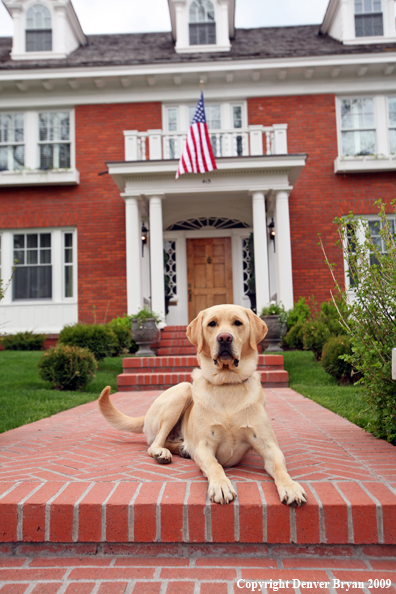Yellow Labrador Retriever in front of house