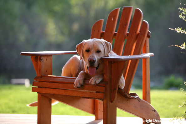 Yellow Labrador Retriever in chair